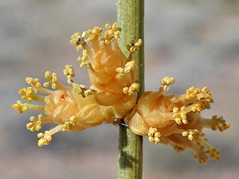 Nevada Jointfir (Ephedra nevadensis)