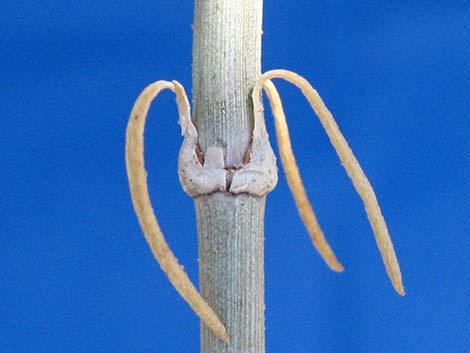 Torrey's Jointfir (Ephedra torreyana)