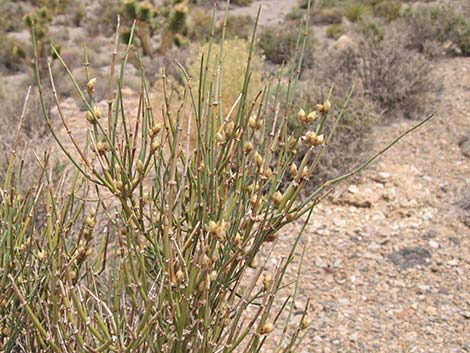 Torrey's Jointfir (Ephedra torreyana)