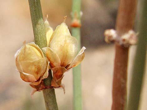 Torrey's Jointfir (Ephedra torreyana)