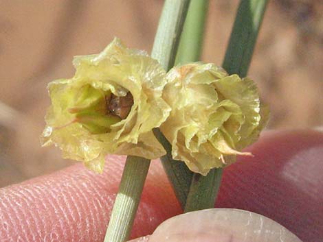 Torrey's Jointfir (Ephedra torreyana)