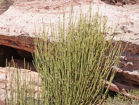 Mormon Tea (Ephedra viridis)