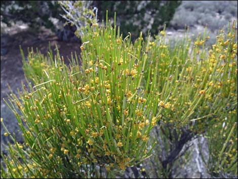 Mormon Tea (Ephedra viridis)