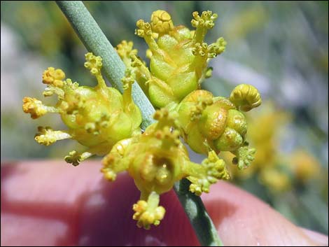 Mormon Tea (Ephedra viridis)