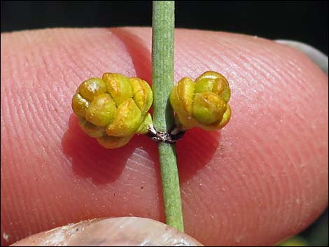 Mormon Tea (Ephedra viridis)