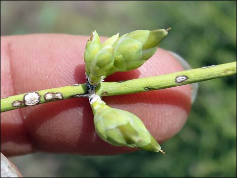 Mormon Tea (Ephedra viridis)