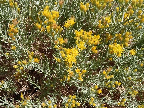 Turpentine Bush (Ericameria laricifolia)