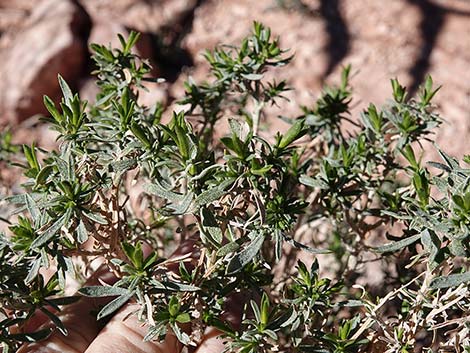 Turpentine Bush (Ericameria laricifolia)