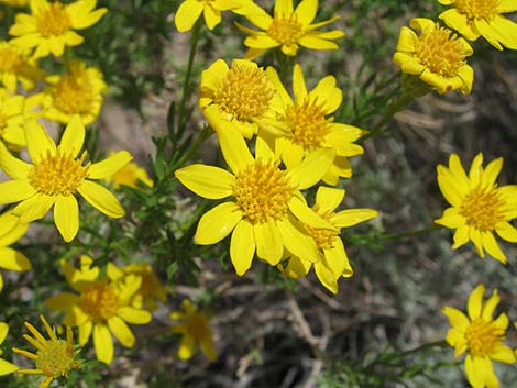 Narrowleaf Goldenbush (Ericameria linearifolia)