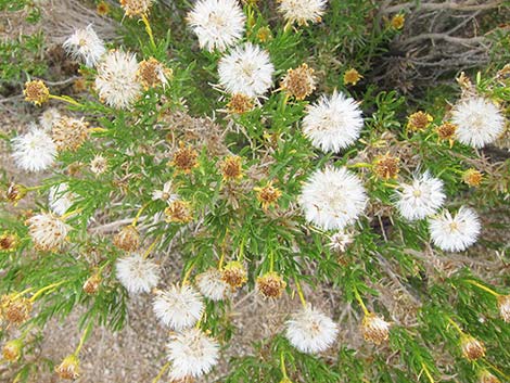 Narrowleaf Goldenbush (Ericameria linearifolia)