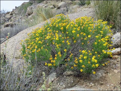 Narrowleaf Goldenbush (Ericameria linearifolia)