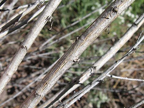 Rubber Rabbitbrush (Ericameria nauseosa)