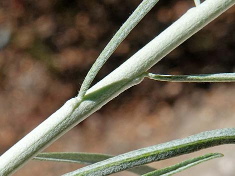 Rubber Rabbitbrush (Ericameria nauseosa)