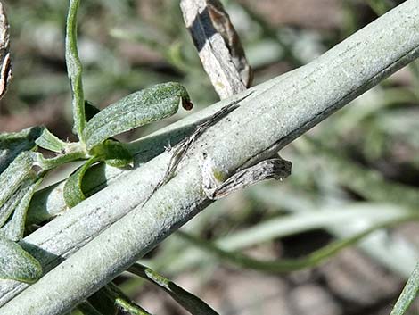 Rubber Rabbitbrush (Ericameria nauseosa)