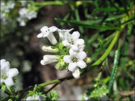 Narrow-leaved Yerba Santa (Eriodictyon angustifolium)