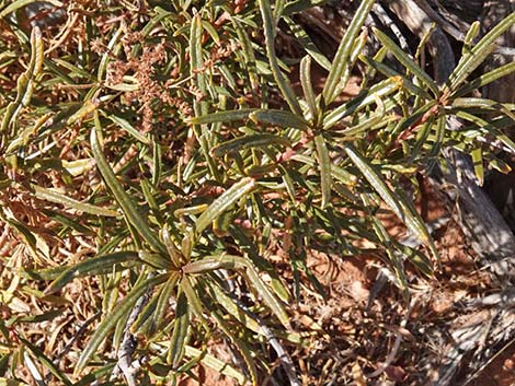 Narrow-leaved Yerba Santa (Eriodictyon angustifolium)