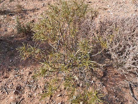 Narrow-leaved Yerba Santa (Eriodictyon angustifolium)