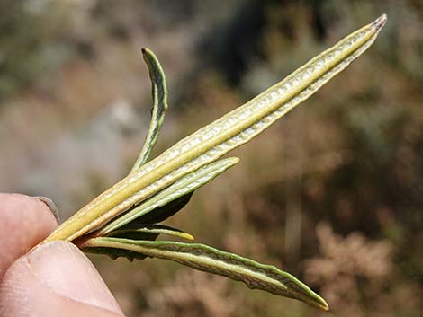 Narrow-leaved Yerba Santa (Eriodictyon angustifolium)