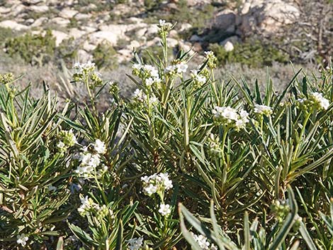 Narrow-leaved Yerba Santa (Eriodictyon angustifolium)