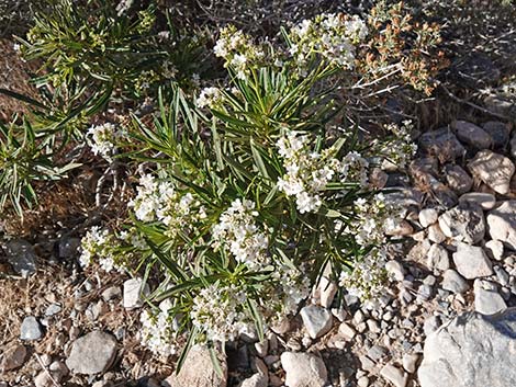 Narrow-leaved Yerba Santa (Eriodictyon angustifolium)