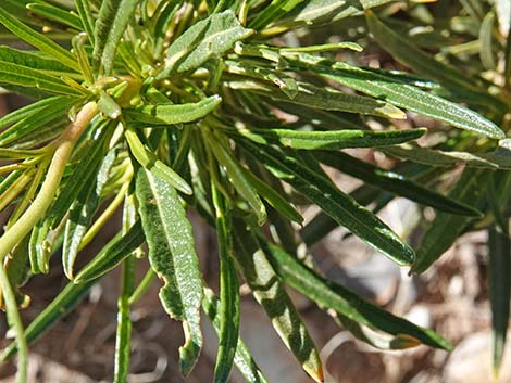 Narrow-leaved Yerba Santa (Eriodictyon angustifolium)