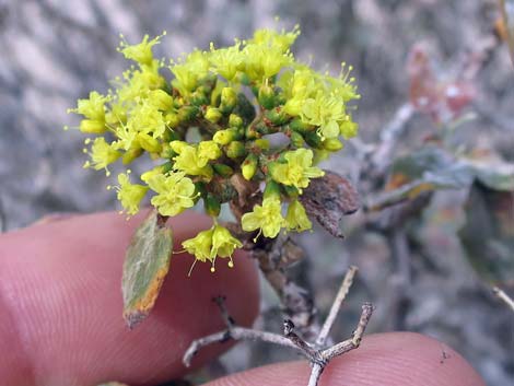 Las Vegas Buckwheat (Eriogonum corymbosum)