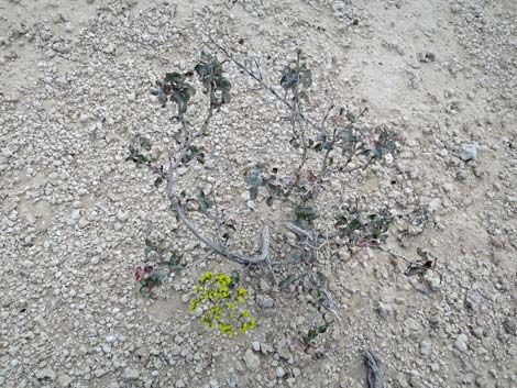 Las Vegas Buckwheat (Eriogonum corymbosum)