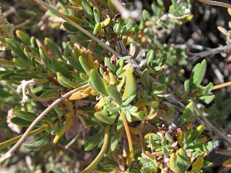 Eastern Mojave Buckwheat (Eriogonum fasciculatum var polifolium)