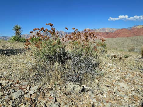 Eastern Mojave Buckwheat (Eriogonum fasciculatum var polifolium)