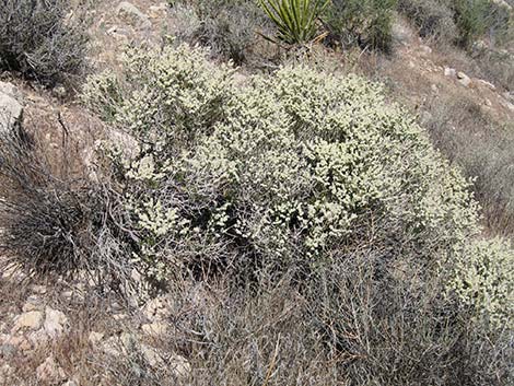 Heermann's Buckwheat (Eriogonum heermannii)