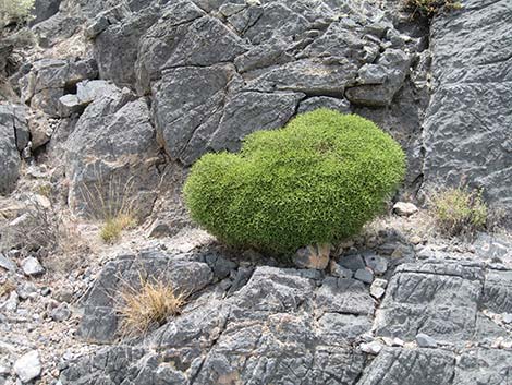 Heermann's Buckwheat (Eriogonum heermannii)