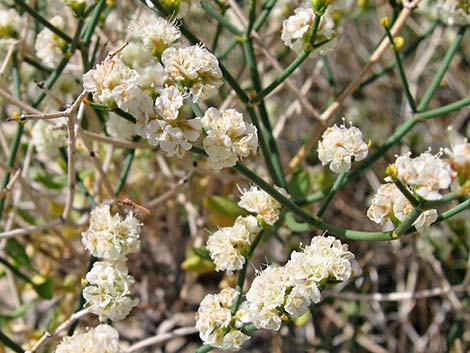 Smooth Heermann's Buckwheat (Eriogonum heermannii var. argense)