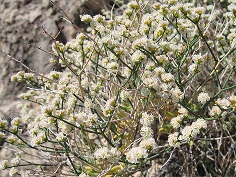 Smooth Heermann's Buckwheat (Eriogonum heermannii var. argense)