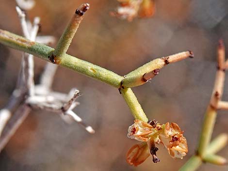 Smooth Heermann's Buckwheat (Eriogonum heermannii var. argense)