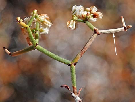 Smooth Heermann's Buckwheat (Eriogonum heermannii var. argense)