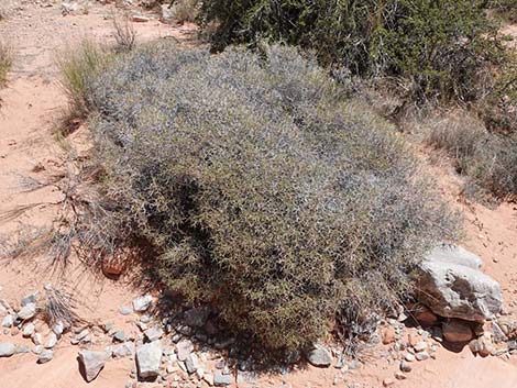 Grooved Heermann's Buckwheat (Eriogonum heermannii var. sulcatum)