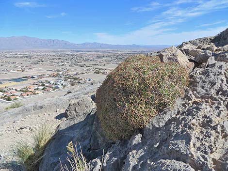 Grooved Heermann's Buckwheat (Eriogonum heermannii var. sulcatum)