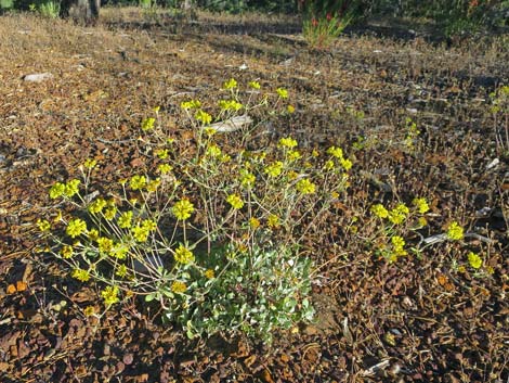 Sulphur-flower Buckwheat (Eriogonum umbellatum)