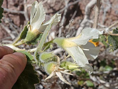 Desert Stingbush (Eucnide urens)