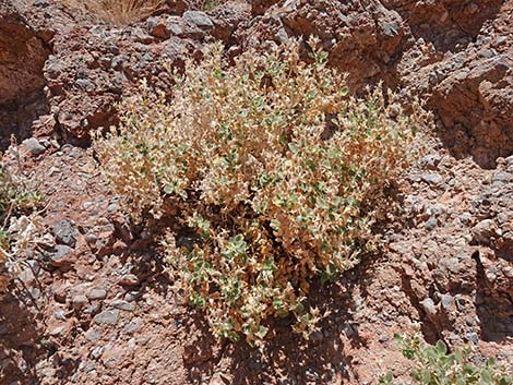 Desert Stingbush (Eucnide urens)