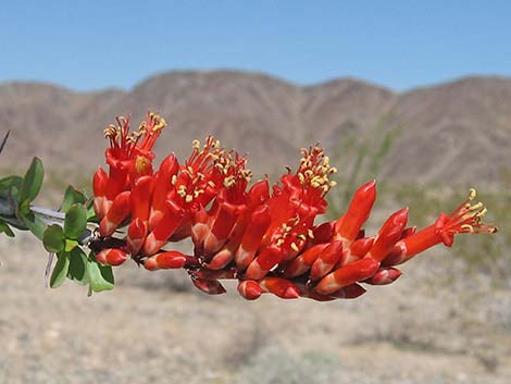 Ocotillo (Fouquieria splendens)