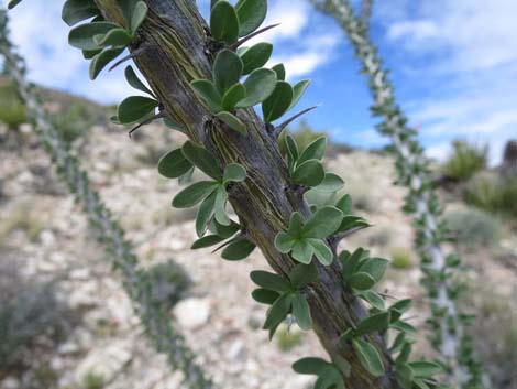 Ocotillo (Fouquieria splendens)