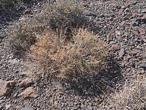 Spiny Hopsage (Grayia spinosa)