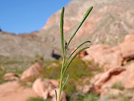 Broom Snakeweed (Gutierrezia sarothrae)