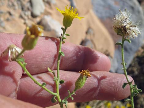 Hairy False Goldenaster (Heterotheca cinerascens)