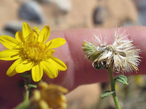 Hairy False Goldenaster (Heterotheca cinerascens)