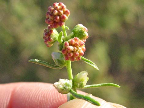 Burrobrush (Cheeseweed) (Hymenoclea salsola)