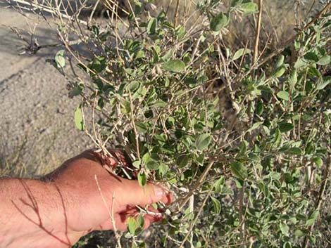 Desert Lavender (Hyptis emoryi)