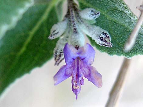 Desert Lavender (Hyptis emoryi)