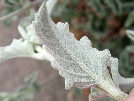 Desert Lavender (Hyptis emoryi)